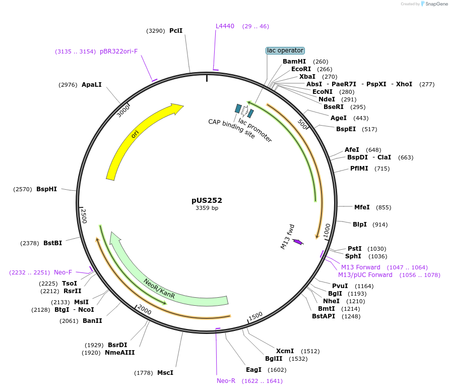 127674-plasmid-map-sequence-id-251848