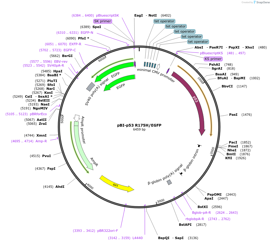 16544-plasmid-map-sequence-id-251850