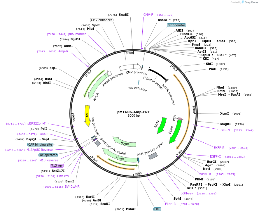 128275-plasmid-map-sequence-id-251906