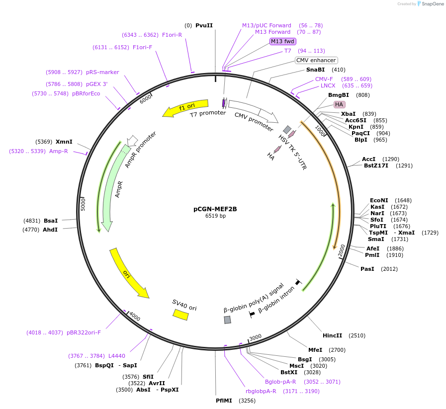 32959-plasmid-map-sequence-id-251909