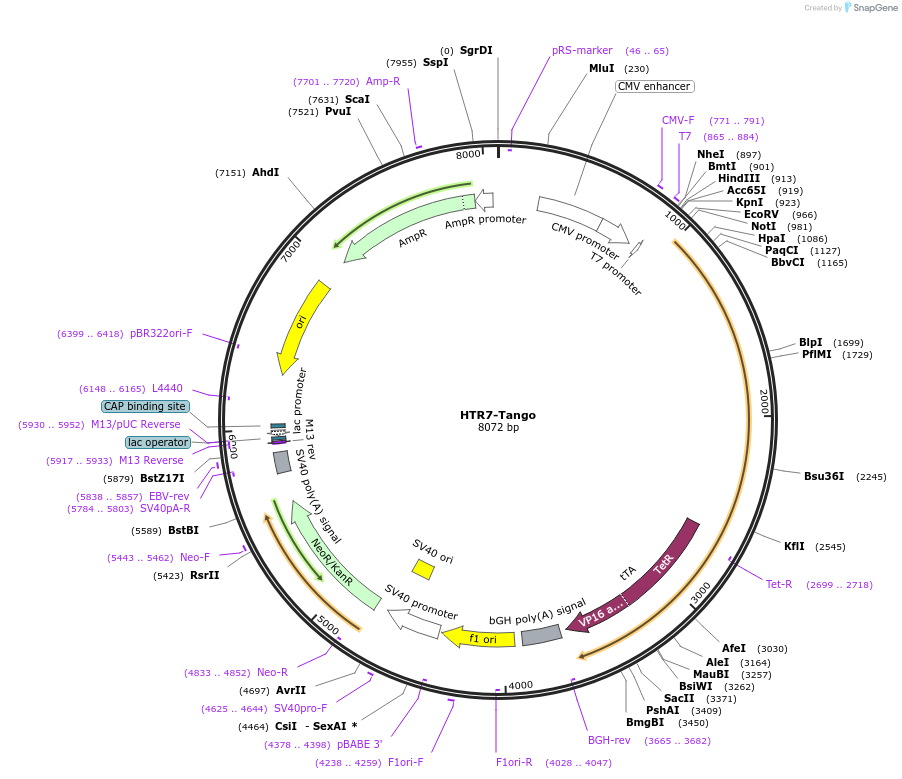 66415-plasmid-map-sequence-id-251911