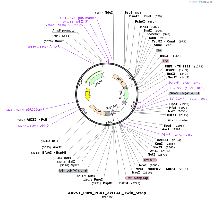 68375-plasmid-map-sequence-id-251912