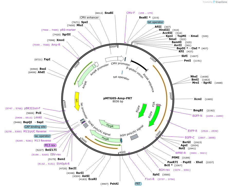 128274-plasmid-map-sequence-id-251918