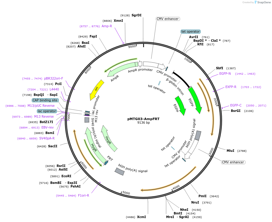 128272-plasmid-map-sequence-id-251921