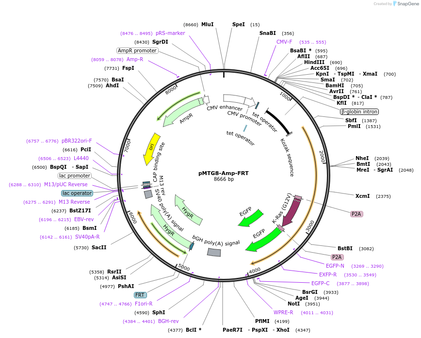 128277-plasmid-map-sequence-id-251922