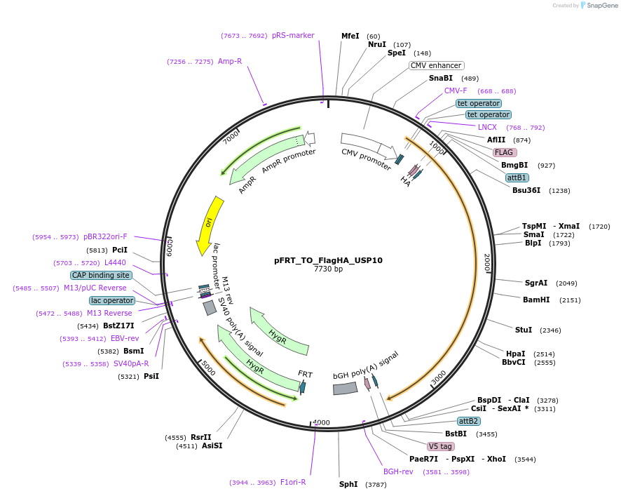 127102-plasmid-map-sequence-id-251937