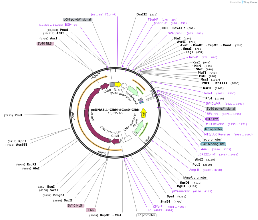 60553-plasmid-map-sequence-id-251944