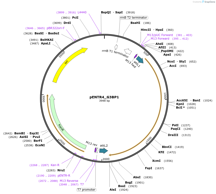 127104-plasmid-map-sequence-id-251946