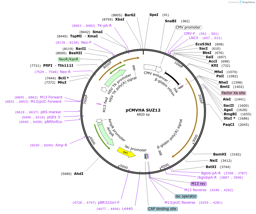 24232-plasmid-map-sequence-id-251951