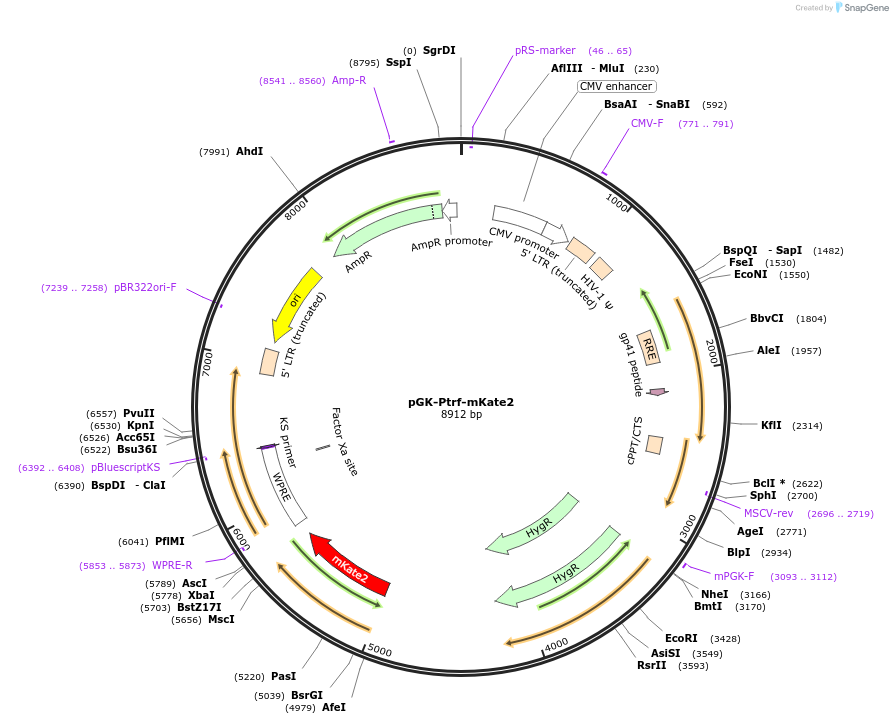 128765-plasmid-map-sequence-id-251956