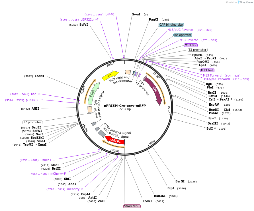 117790-plasmid-map-sequence-id-251957