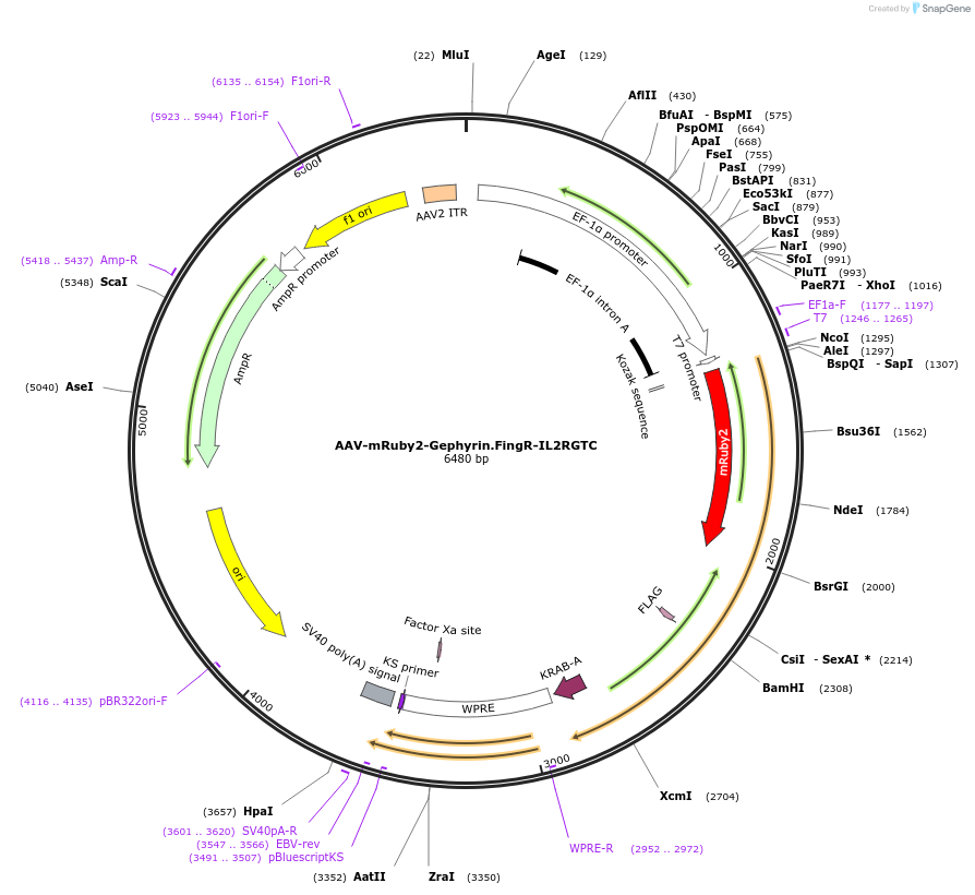 125696-plasmid-map-sequence-id-252006