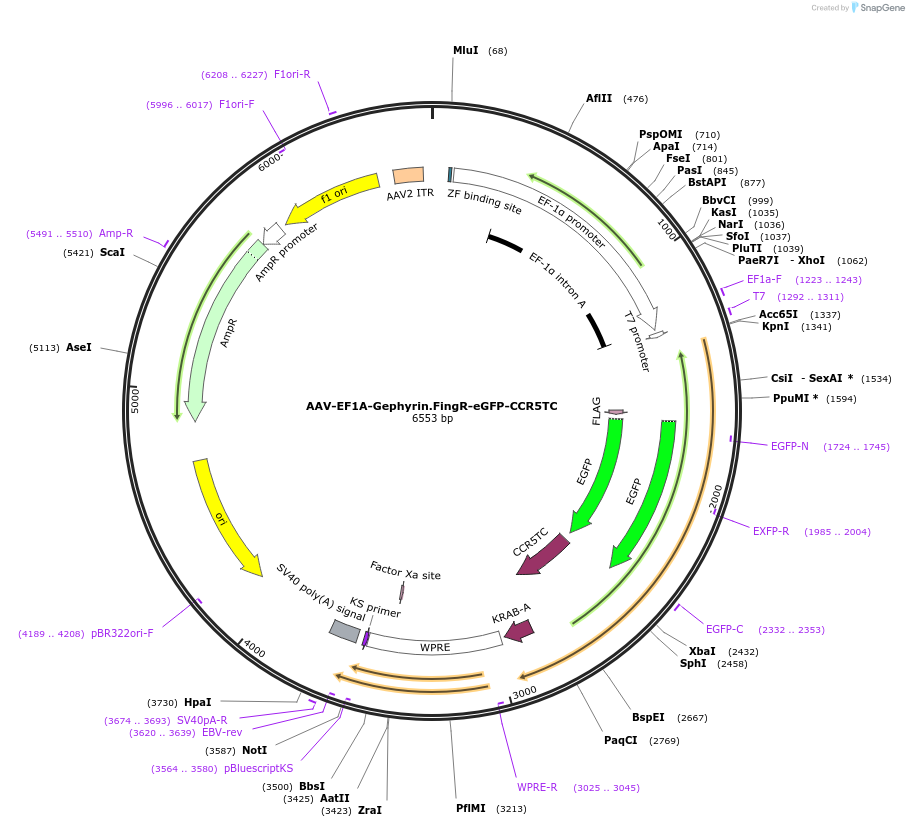 125692-plasmid-map-sequence-id-252008