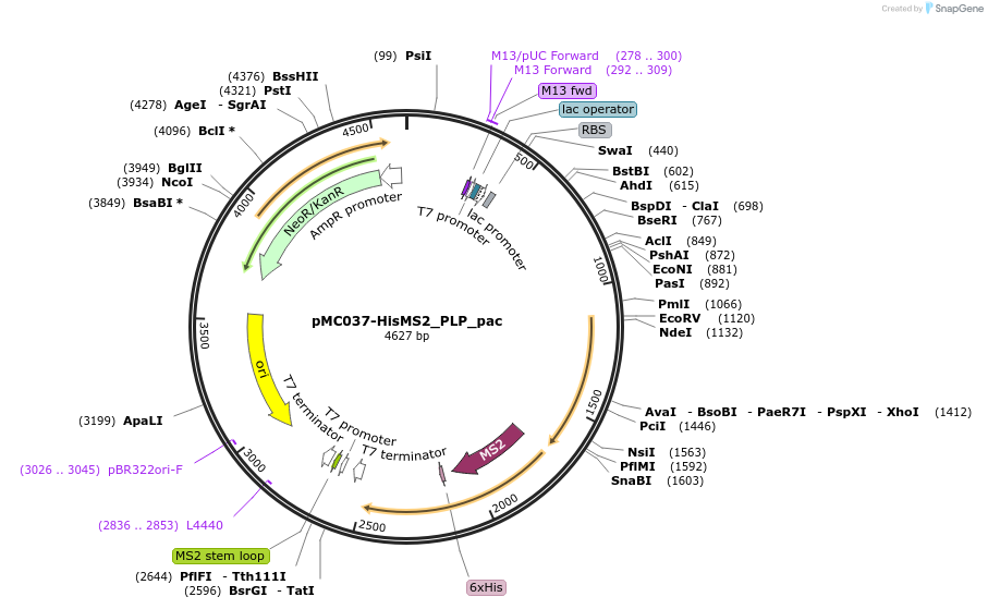 128233-plasmid-map-sequence-id-252011