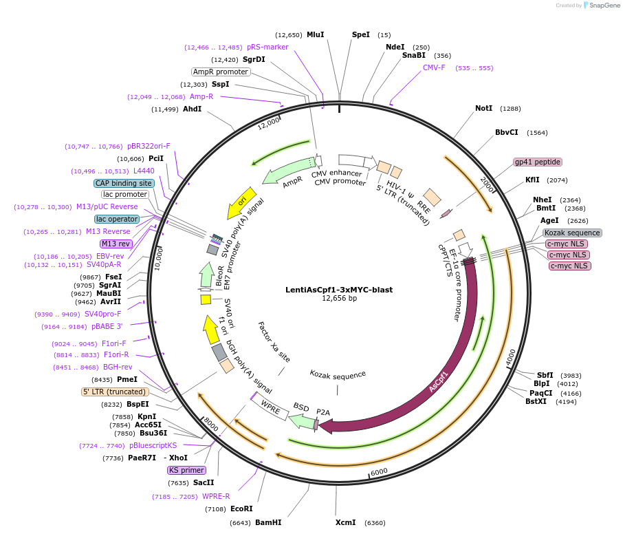 127750-plasmid-map-sequence-id-252012