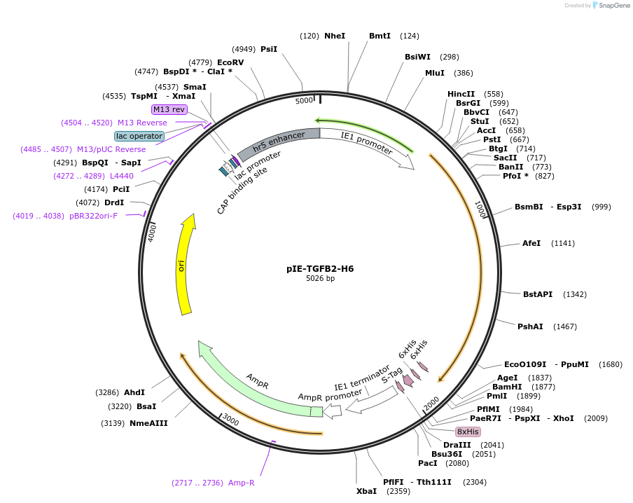 128500-plasmid-map-sequence-id-252016