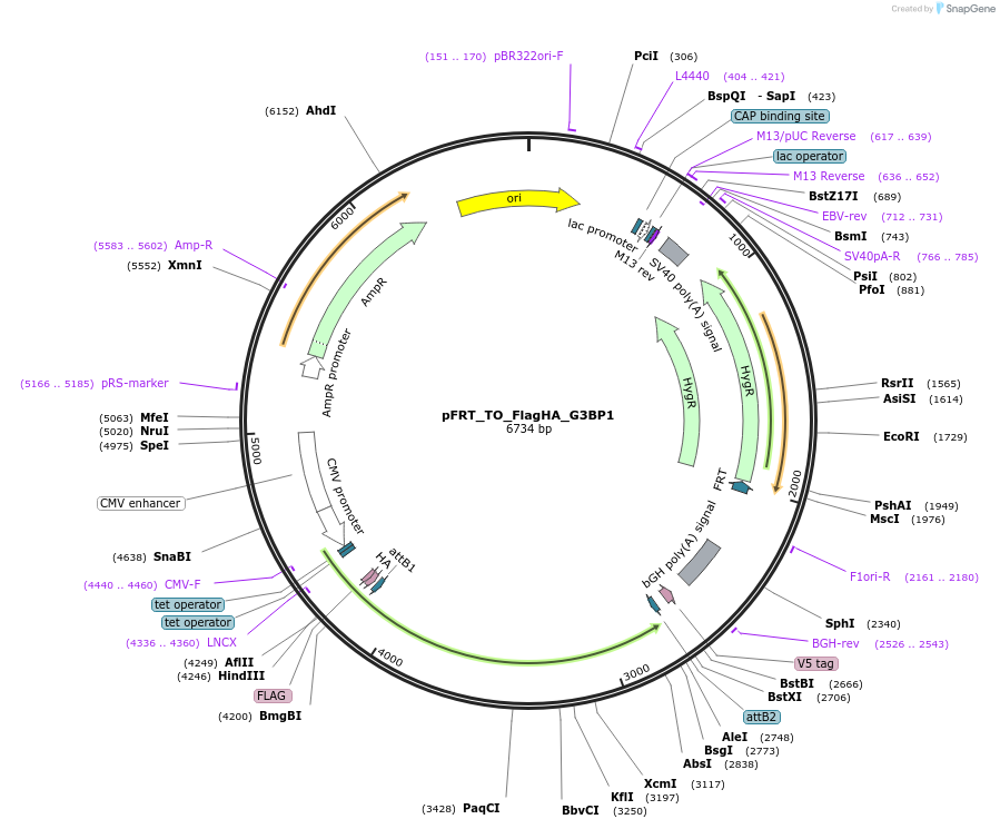 127106-plasmid-map-sequence-id-252034