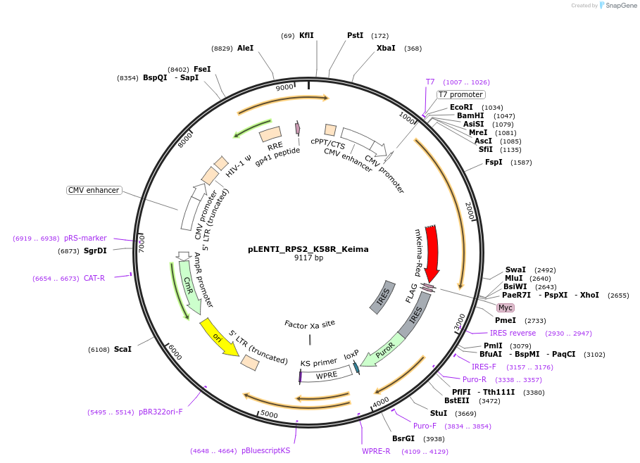 127141-plasmid-map-sequence-id-252040