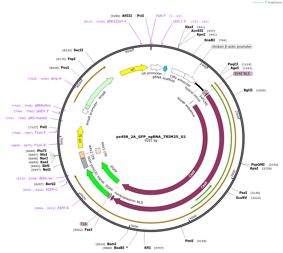127119-plasmid-map-sequence-id-252057