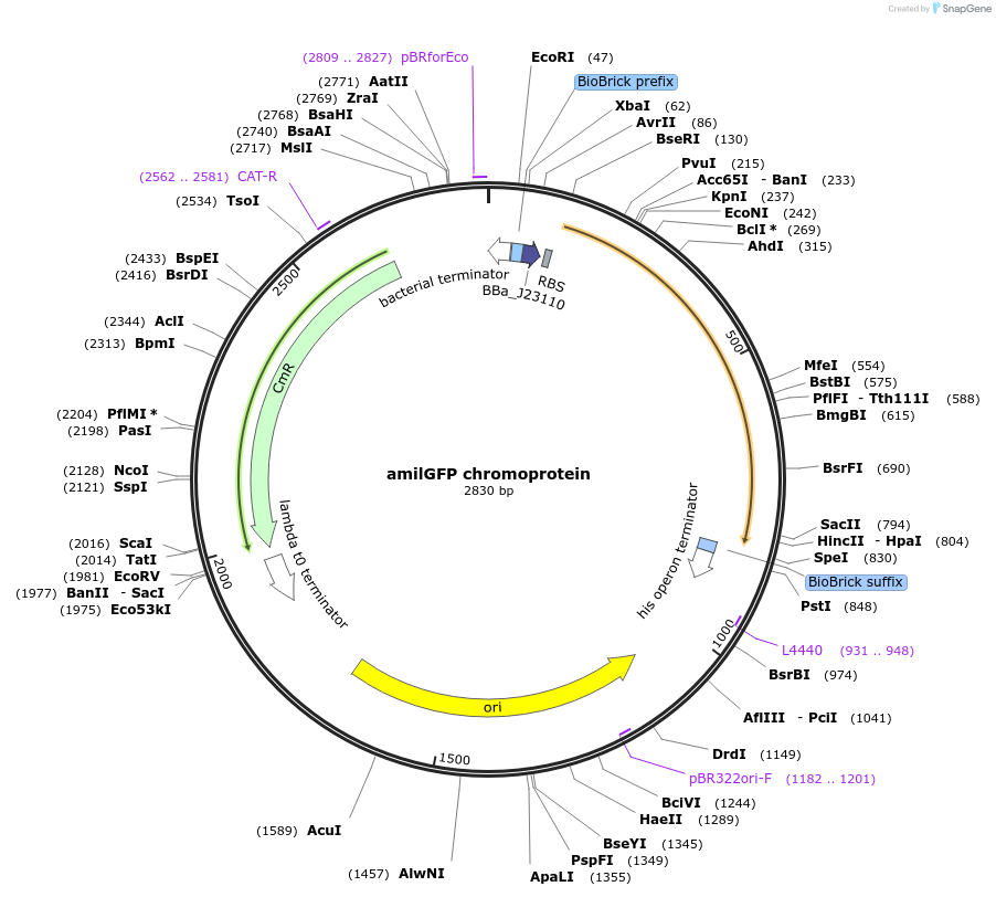 117842-plasmid-map-sequence-id-252061