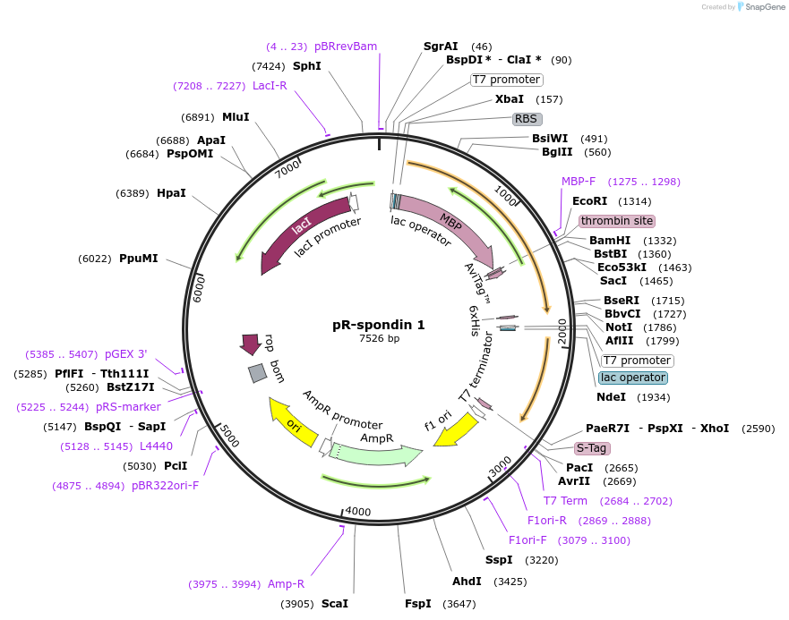 128844-plasmid-map-sequence-id-252065