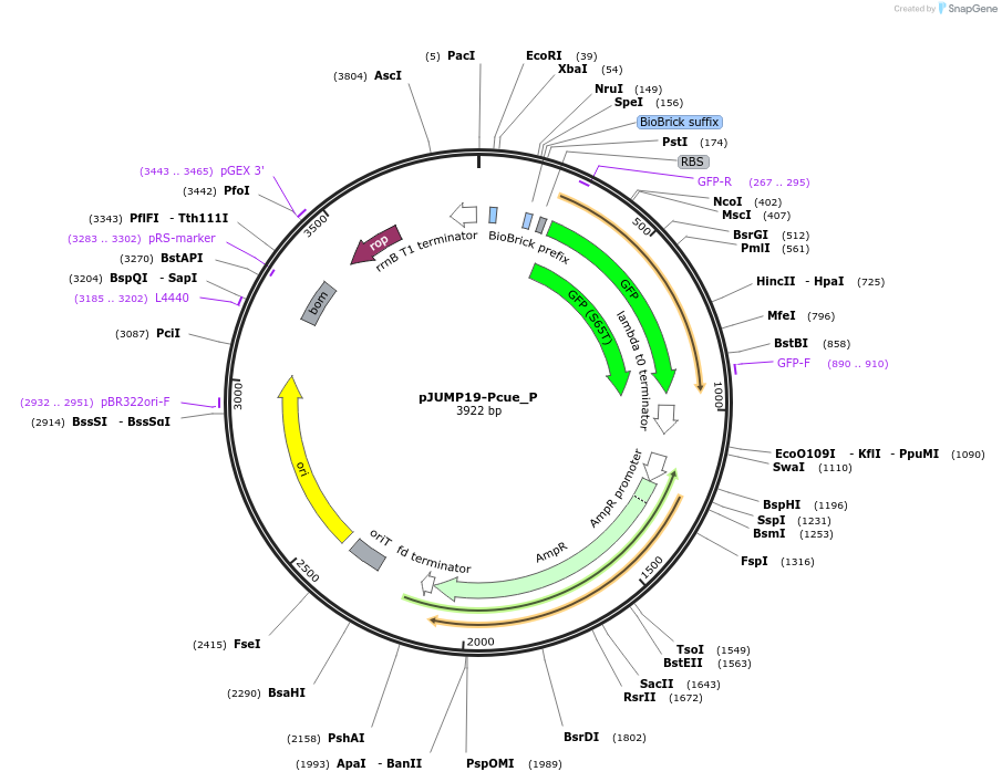 127009-plasmid-map-sequence-id-252073