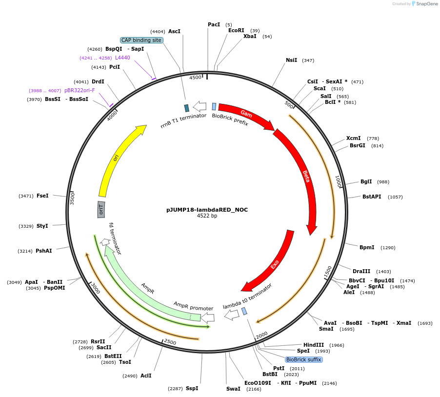 127032-plasmid-map-sequence-id-252074