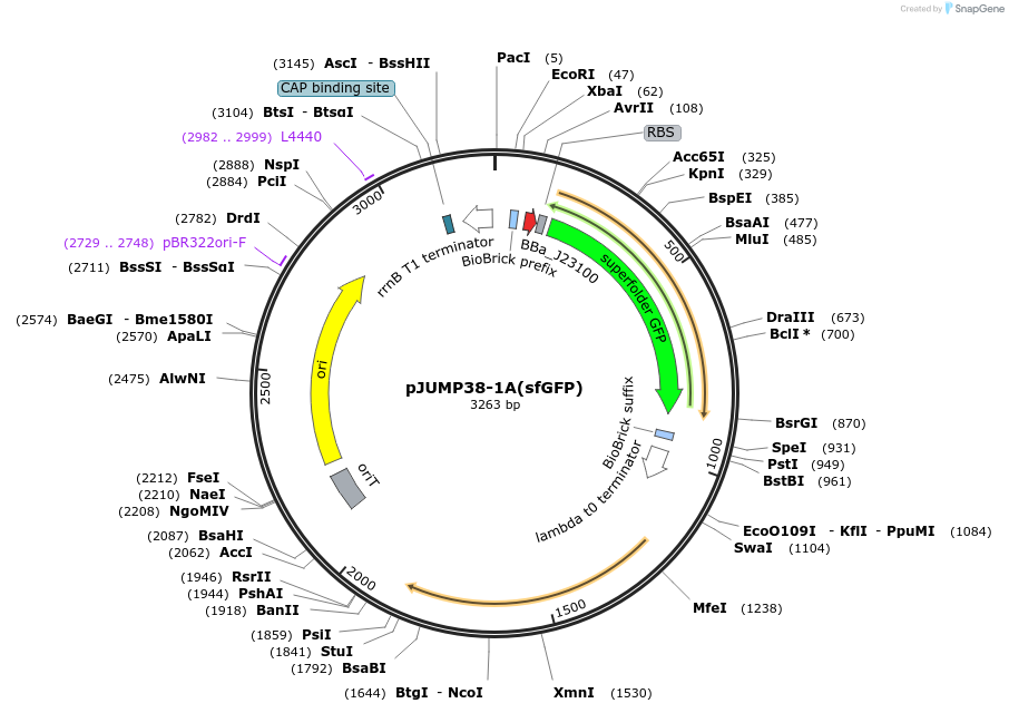 126984-plasmid-map-sequence-id-252077