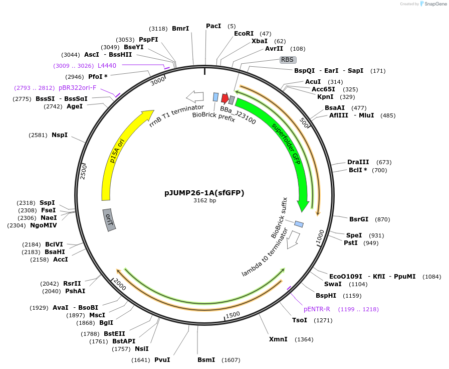 126973-plasmid-map-sequence-id-252079
