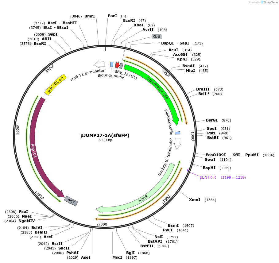 126974-plasmid-map-sequence-id-252080