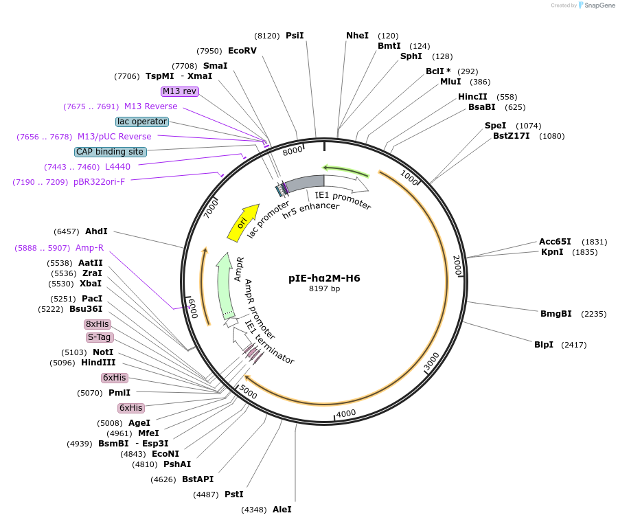 128492-plasmid-map-sequence-id-252081