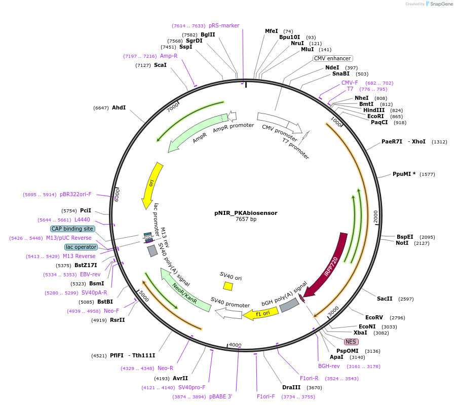 127439-plasmid-map-sequence-id-252084