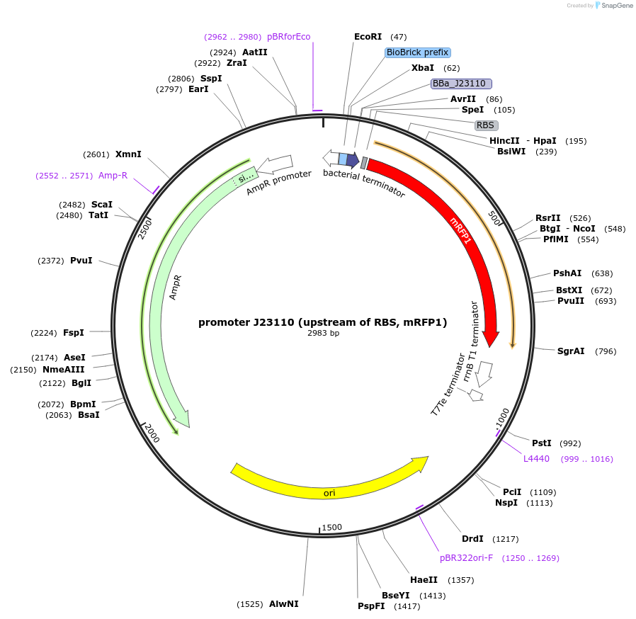 117852-plasmid-map-sequence-id-252085