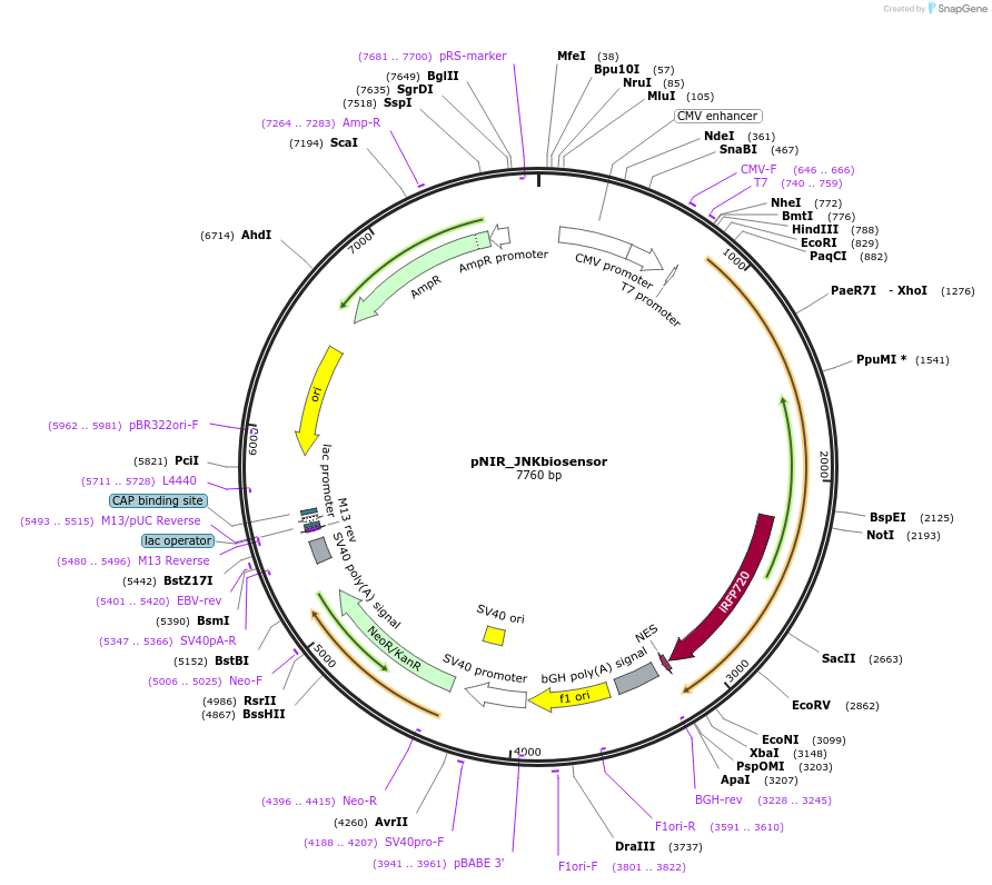 127440-plasmid-map-sequence-id-252089