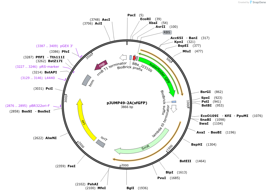 126964-plasmid-map-sequence-id-252093