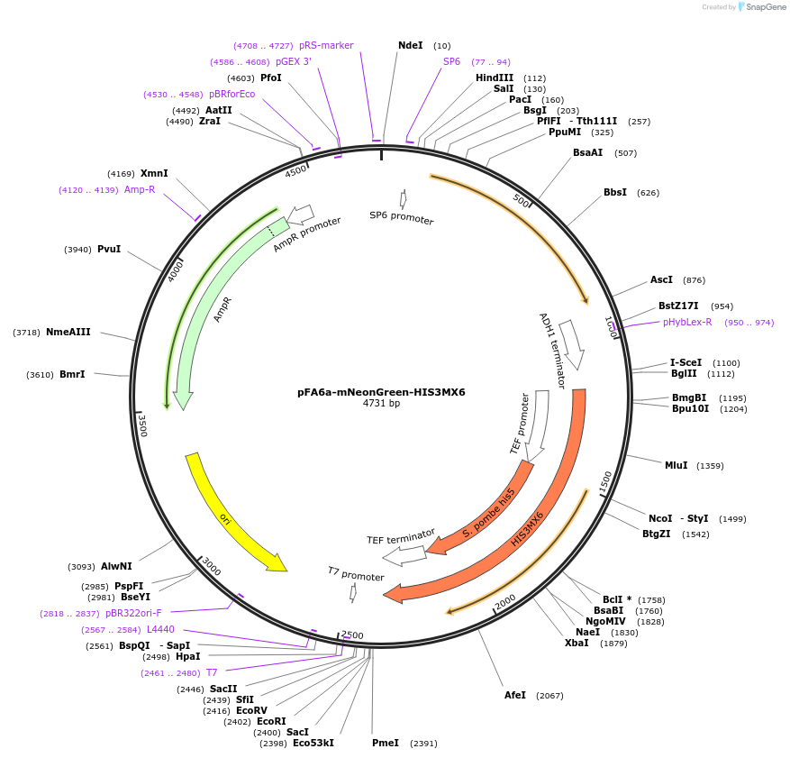129100-plasmid-map-sequence-id-252098