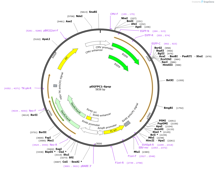 128872-plasmid-map-sequence-id-252105