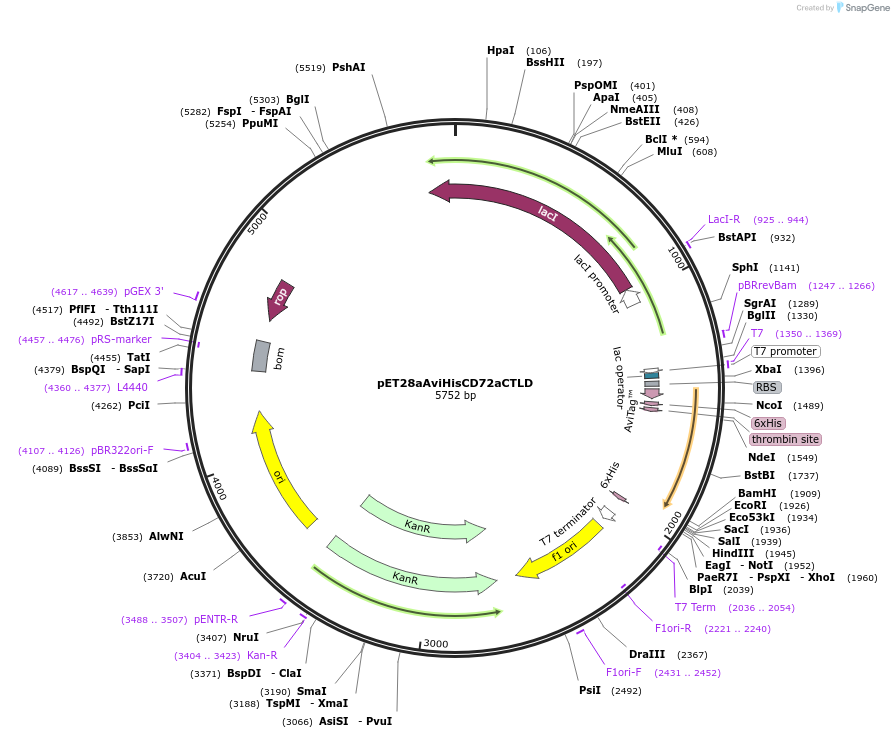 129065-plasmid-map-sequence-id-252106