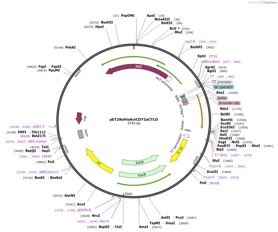 129067-plasmid-map-sequence-id-252110