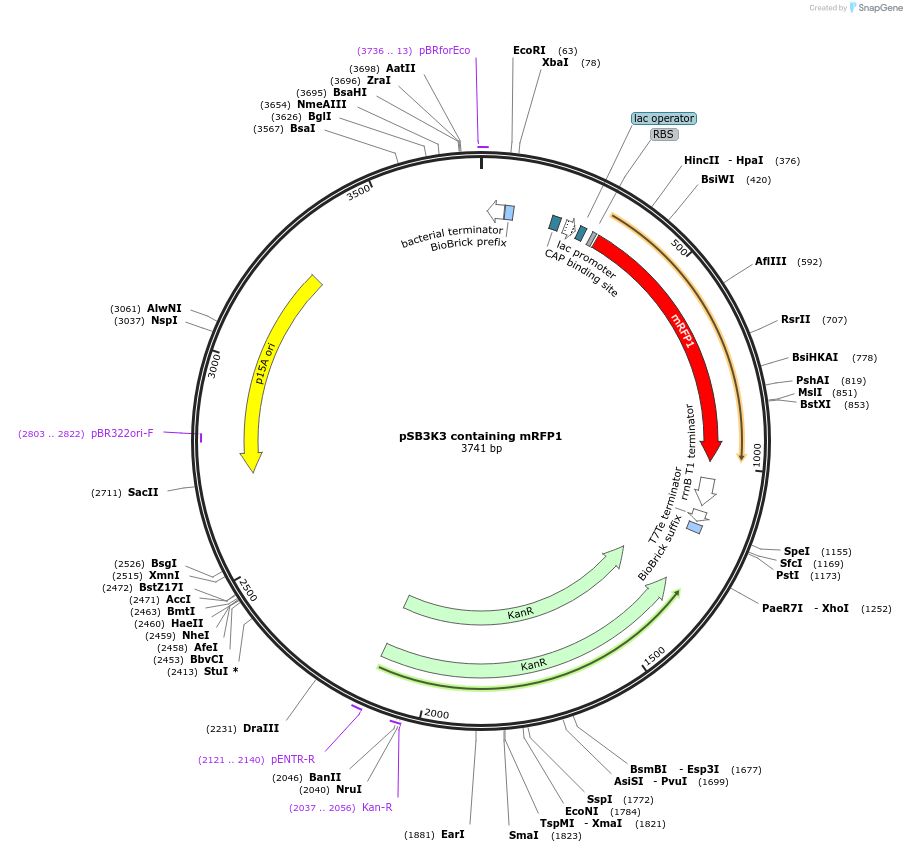 118083-plasmid-map-sequence-id-252123