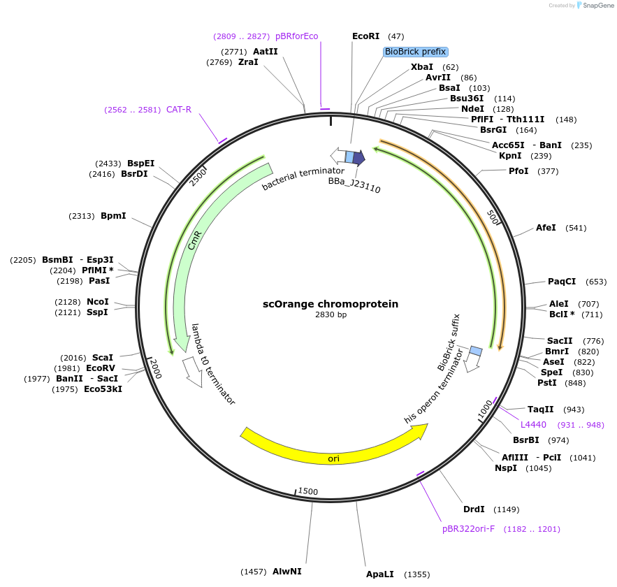 117840-plasmid-map-sequence-id-252159