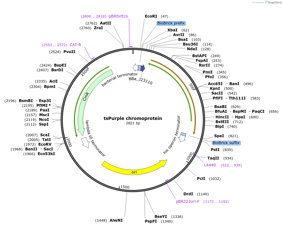 117848-plasmid-map-sequence-id-252163