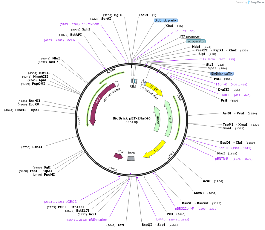 117802-plasmid-map-sequence-id-252167