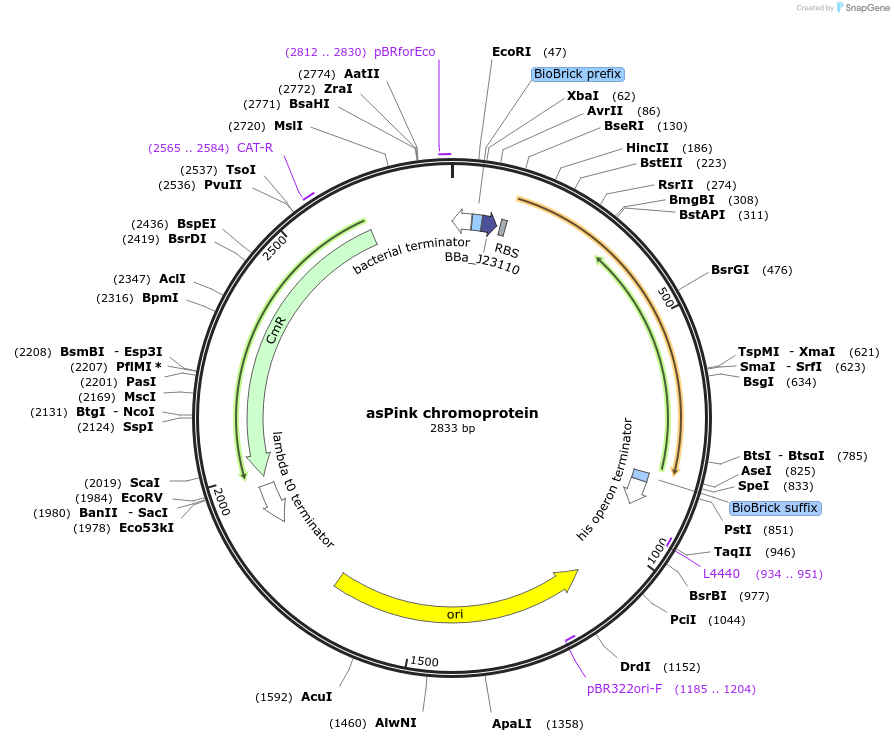117838-plasmid-map-sequence-id-252171