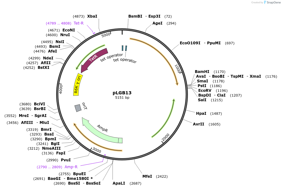 126618-plasmid-map-sequence-id-252172