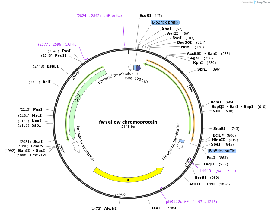 117841-plasmid-map-sequence-id-252174