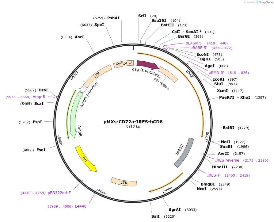 129074-plasmid-map-sequence-id-252178
