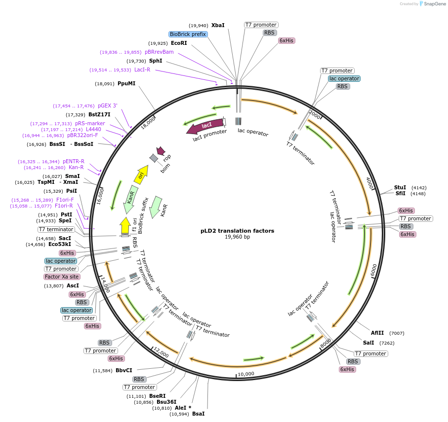 117761-plasmid-map-sequence-id-252179