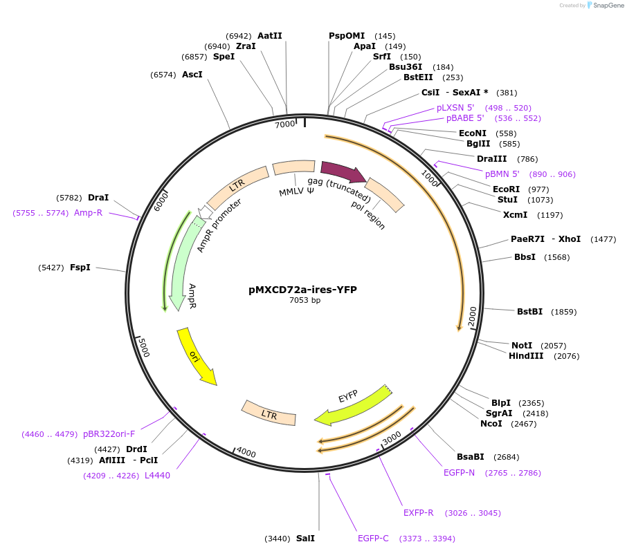 129070-plasmid-map-sequence-id-252181