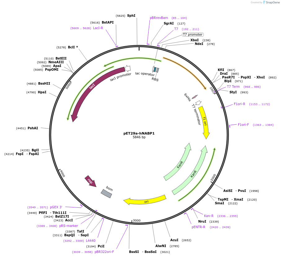 128306-plasmid-map-sequence-id-252183